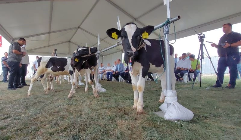 Buzağılar altın kazanmak için yarıştı
