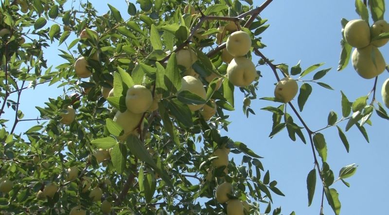 Geziden getirilip ekilen hünnap meyvesi mahallenin geçim kaynağı oldu
