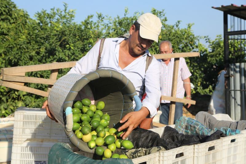 Sezonun ilk limonu dalında 3 lira
