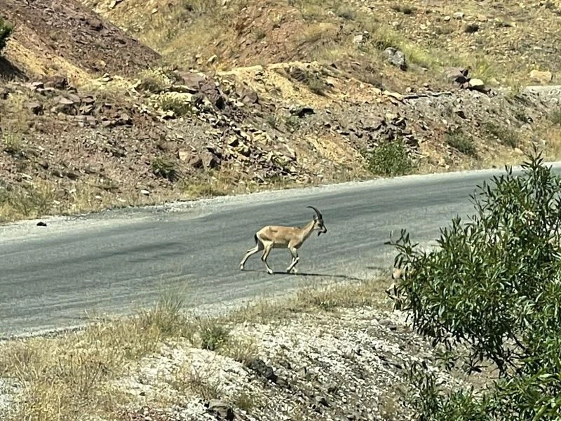 Koruma altındaki yaban keçileri Munzur ve Pülümür Vadisi’nde görüntülendi
