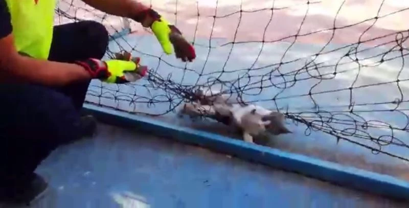 Fileye dolanıp mahsur kalan kediyi itfaiye kurtarıldı
