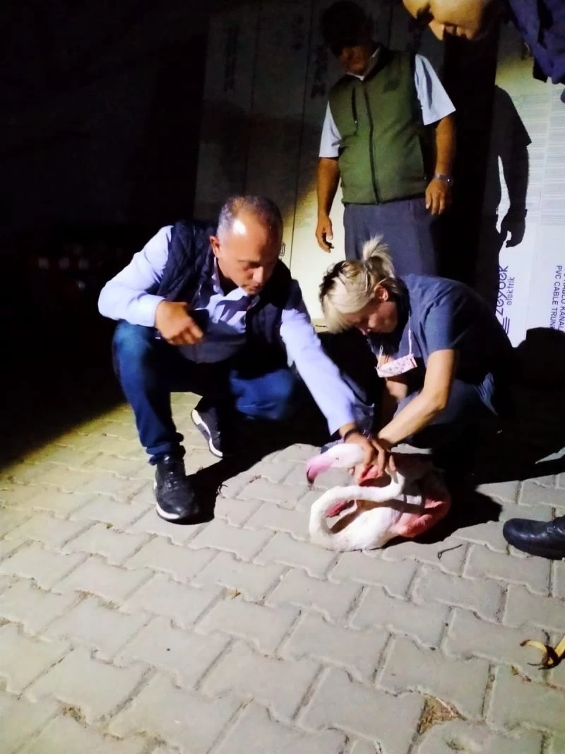 Çanakkale’de yorgun düşen flamingo tedavi altına alındı

