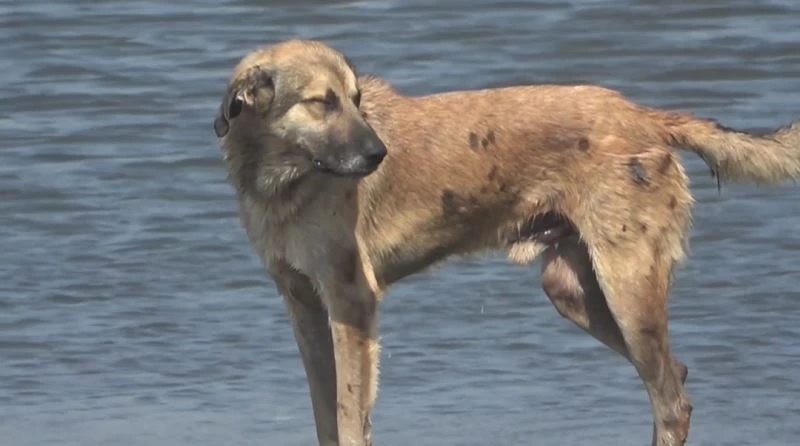 Petrol atıklarından canlılar da zarar gördü
