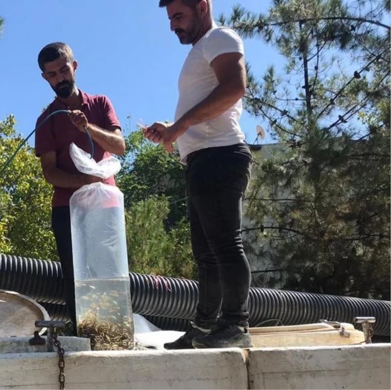 Diyarbakır’daki göletlere 1 milyon 280 bin balık bırakıldı
