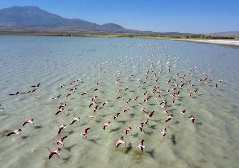 Arin Gölü’nü renklendiren Flamingolar havadan görüntülendi
