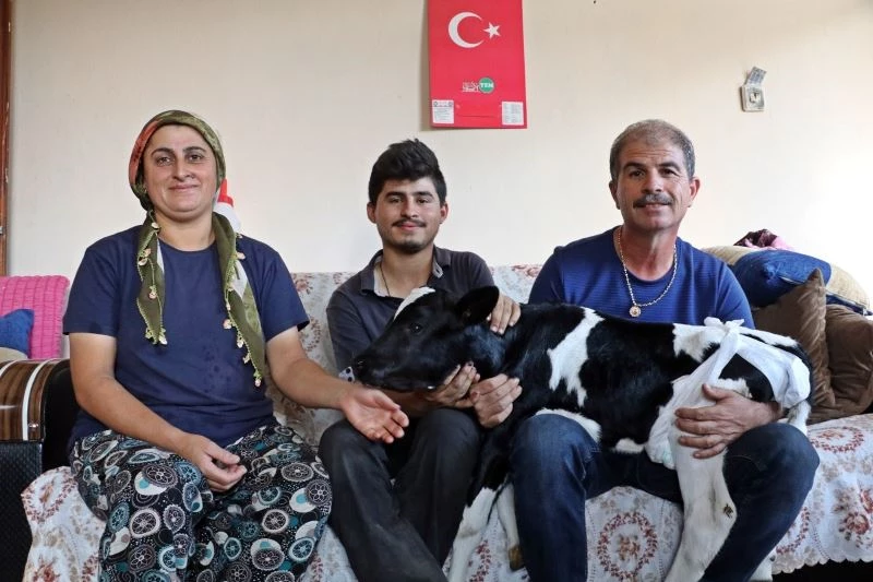 Prematüre doğan buzağını evine aldı, biberonla besleyip altını bezledi
