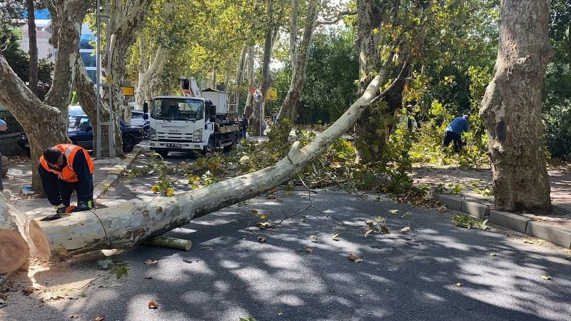 Sarıyer’de asırlık ağaç şiddetli rüzgar nedeniyle kırılarak devrildi
