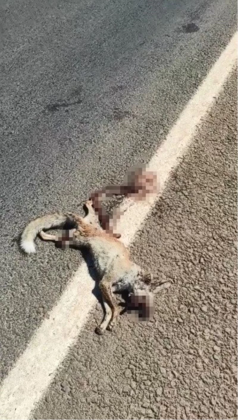 Mahallenin Çilo’su kazada telef oldu
