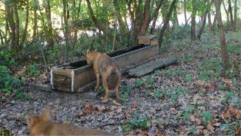 Fotokapan su içmeye gelen çakalları böyle görüntüledi
