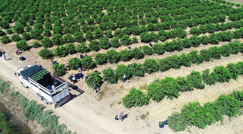 Avrupa ve Rusya’nın limonu Adana’dan
