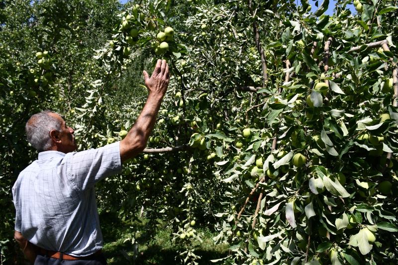Kuraklığın uğramadığı köyde tonlarca elma yetişti
