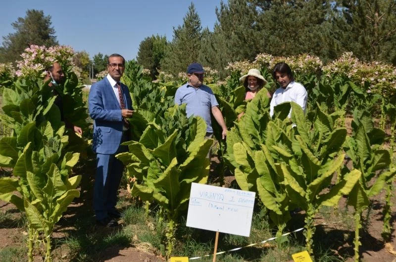 MŞÜ’nün deneme ekimi Virginia tütünü hasadına başlandı
