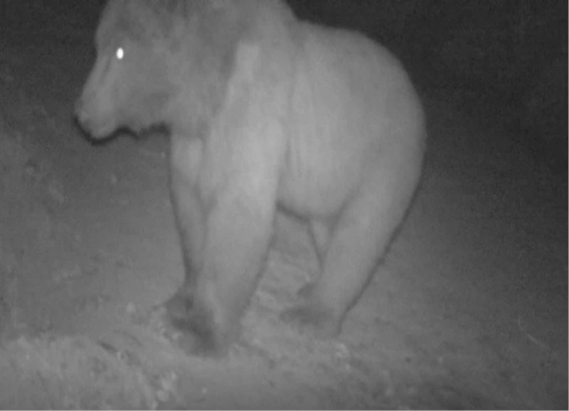 Yalova ormanlarındaki doğal hayat fotokapanlara böyle yansıdı
