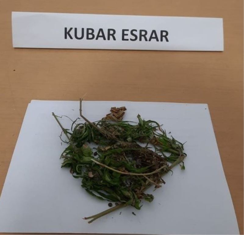 15 kök kenevir ve 690 gram kubar esrar ele geçirildi
