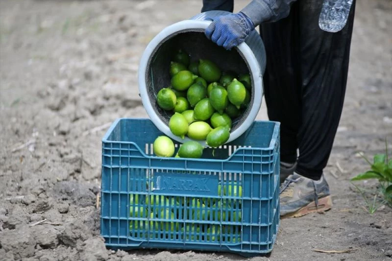 Hasadına başlanan limonda hedef 500 bin tondan fazla ihracat