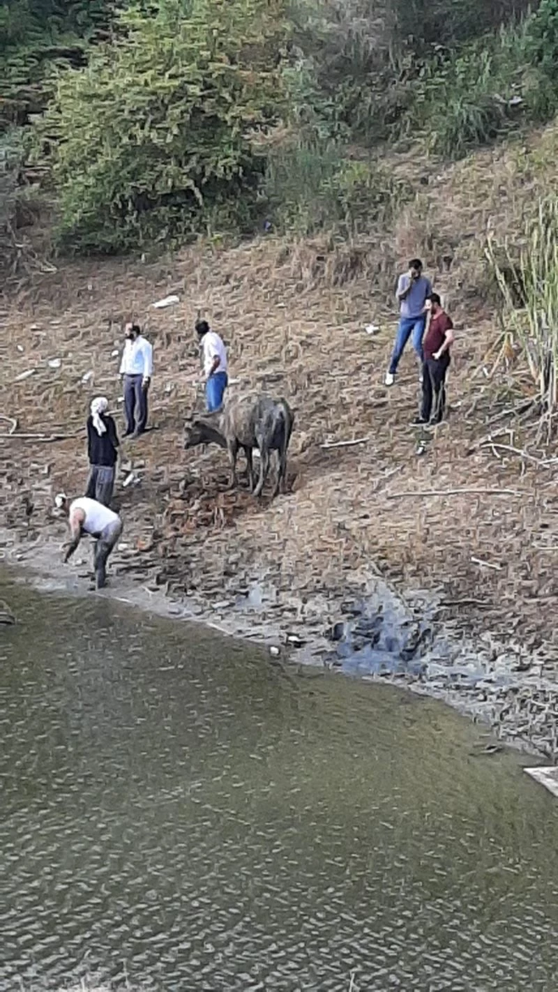 Arnavutköy’de derede bataklığa saplanan büyükbaş hayvan itfaiye tarafından kurtarıldı

