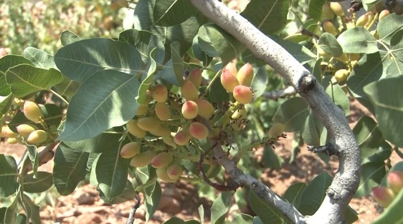 Menengiç ağaçlarına aşılanan Antep fıstığının yöreye katkı sağlaması hedefleniyor
