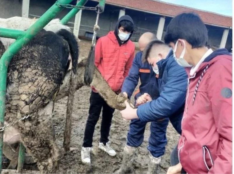Liseli öğrenciler hayvancılığı yerinde öğrendi
