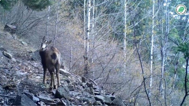 Yaban hayatındaki çeşitlilik fotokapanlara yansıdı
