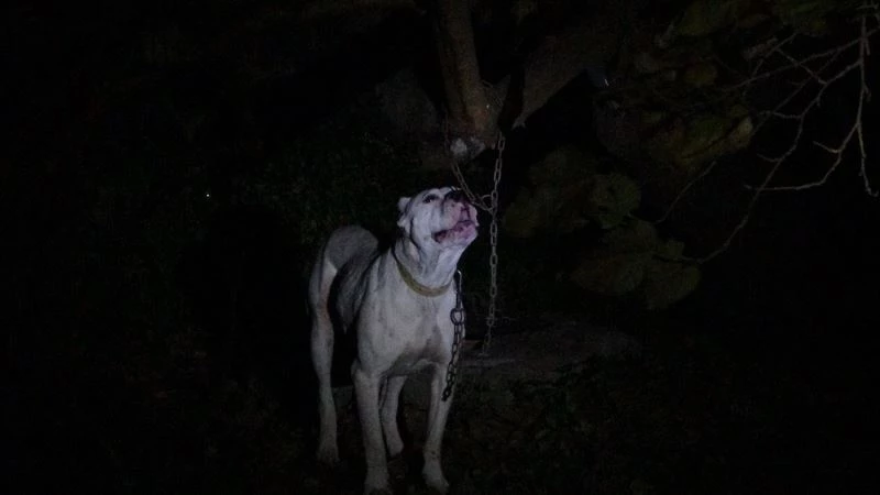 Yasaklı cins köpeği bahçeye bağlayıp kaçtılar
