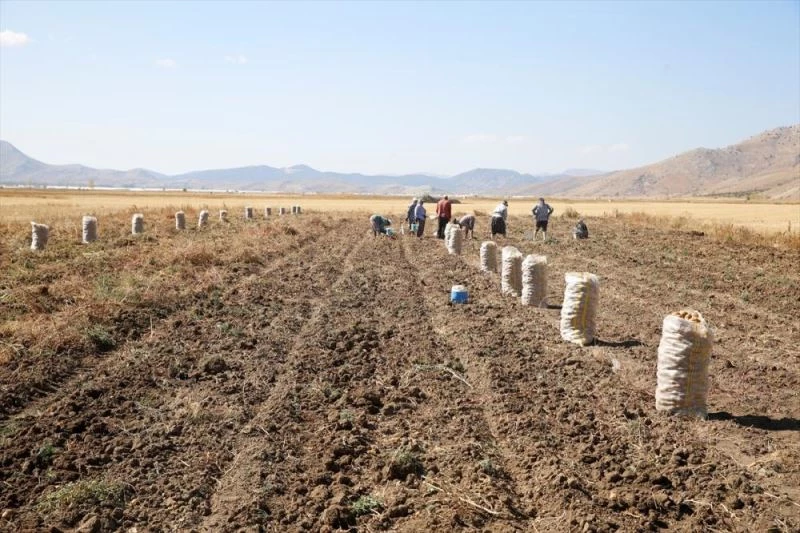 Tarımda kullanılacak faydalı böcekler bal kabağında üretiliyor