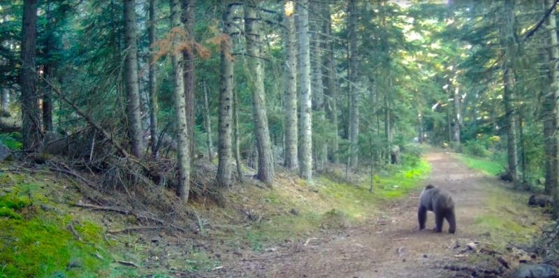 Bolu’nun yaban hayatı fotokapanlara yansıdı
