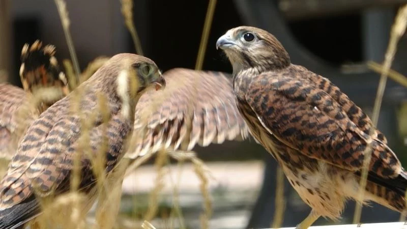 Tabiatta hastalanıyorlar, tedavi edilip doğaya kazandırılıyor
