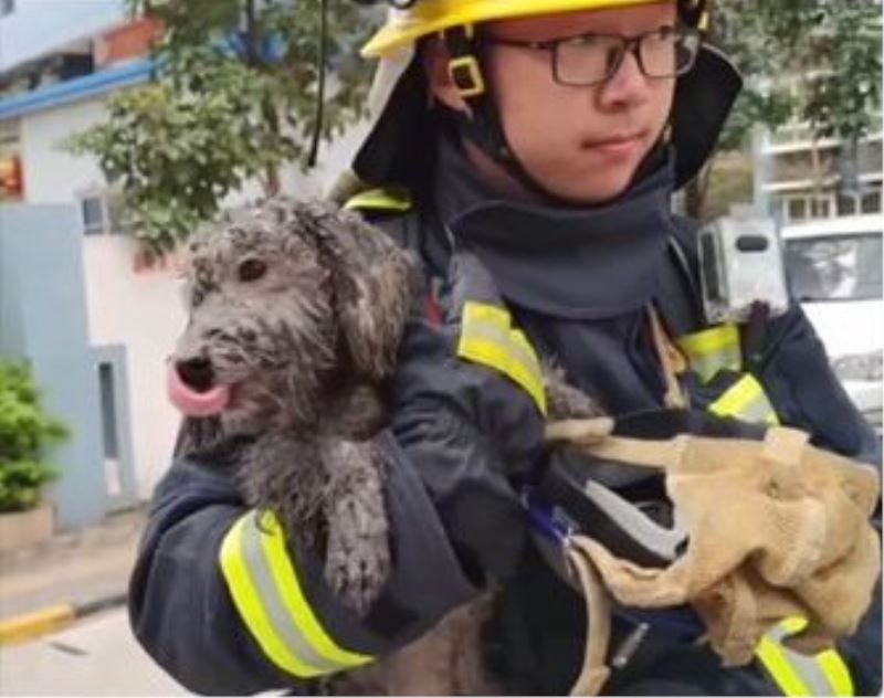 Alevlerden kaçıp balkona sığınan köpeği itfaiye kurtardı
