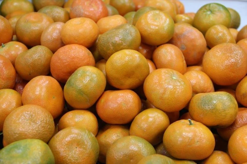 Yaş meyve ve sebze ihracatçısının geçen yıl gözdesi Rusya oldu