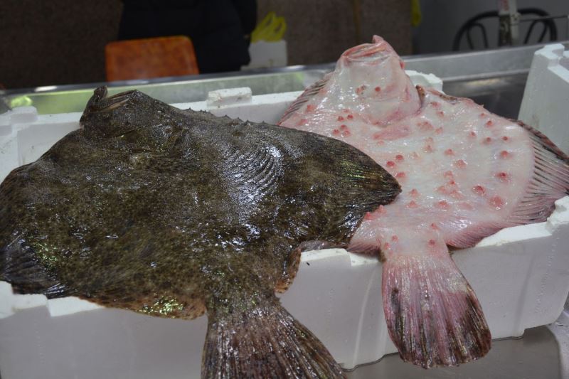 Sinop’ta kalkan balığının kilosu 300 TL’den satılıyor
