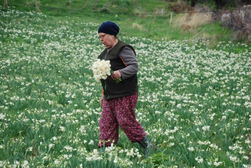 İzmir’i nergis kokusu sardı
