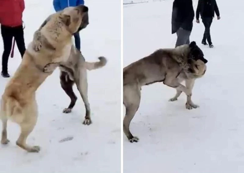 Kars’ta köpek dövüştüren 3 kişi yakalandı
