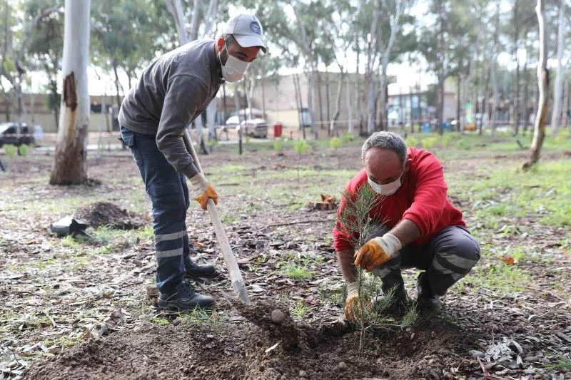 Beach Park’ta fırtınanın devirdiği ağaçların yerine yenileri dikildi
