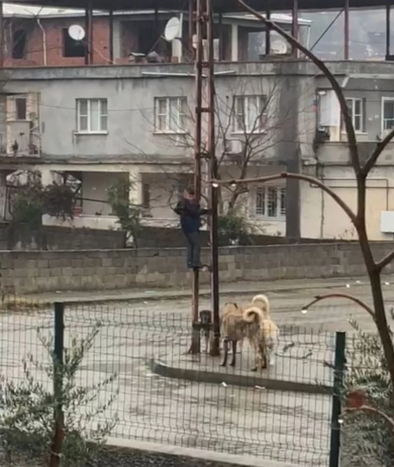 Sokak köpeklerinin saldırdığı çocuk, elektrik direğine tırmanarak kurtuldu
