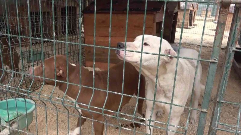 Hatay’da yasaklı ırk köpekler için ücretsiz kısırlaştırma yapılıyor
