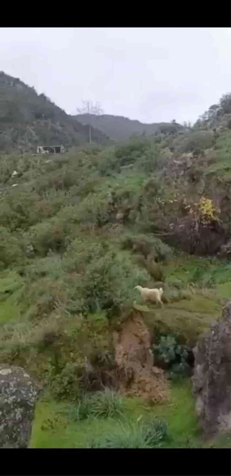 Uçurumda mahsur kalan keçiyi itfaiye kurtardı
