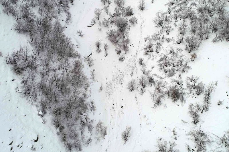 Çatak’ta çığ düştü, keçiler telef oldu
