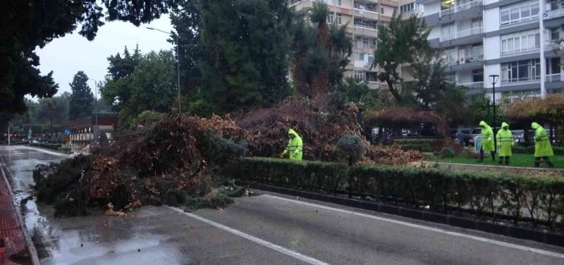 Rüzgar ve yağmur çam ağacını kökünden söktü
