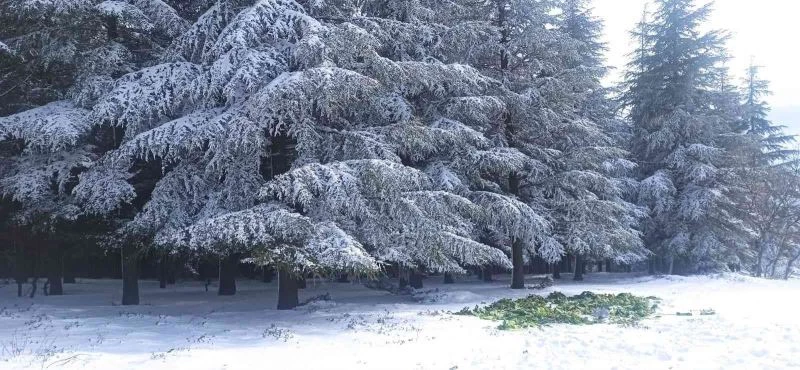 Yaban hayatı unutulmadı, karların üzerine 750 kilo yem bırakıldı
