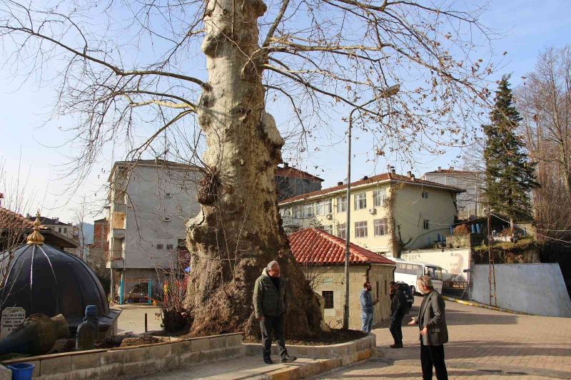 5 asırlık çınar ağacına gözleri gibi bakıyorlar