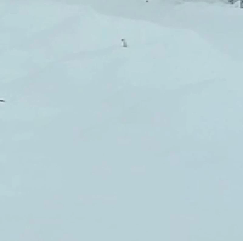 Tunceli’de karlar arasındaki beyaz gelincik cep telefonu kamerasına takıldı
