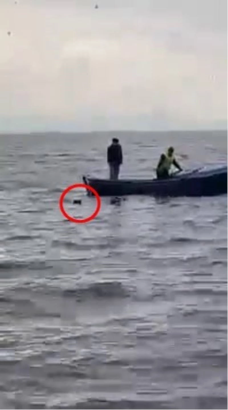 Gölün ortasındaki köpeği işte böyle kurtardılar
