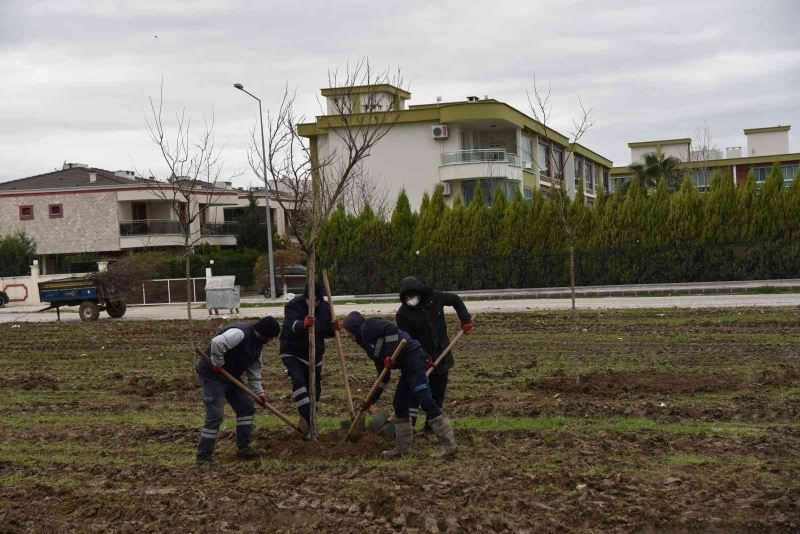 Yunusemre Belediyesi Muradiye’yi ağaçlandırıyor
