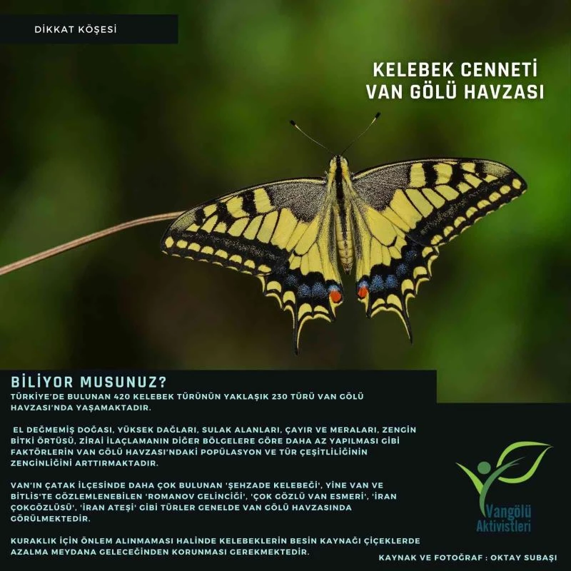Başkan Özel: “Van Gölü Havzası’nda yaşayan kelebekler güvence altına alınmalıdır”
