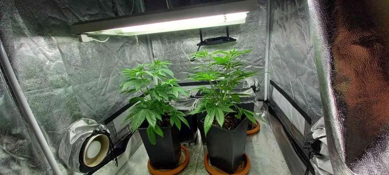 Evinde uyuşturucu yetiştirip turizm bölgelerine satan şüpheli yakalandı
