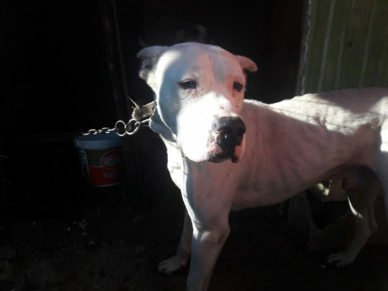 Küçük Asiye’nin saldırıya uğradığı Gaziantep’te barınaklar pitbullarla doldu
