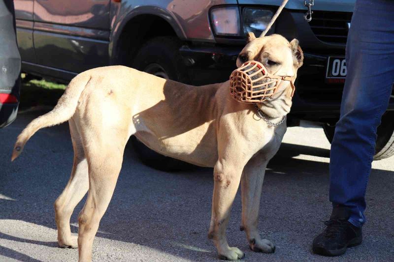 Türkiye genelinde 20 bin 843 adet tehlike arz eden köpek kayıt altına alındı
