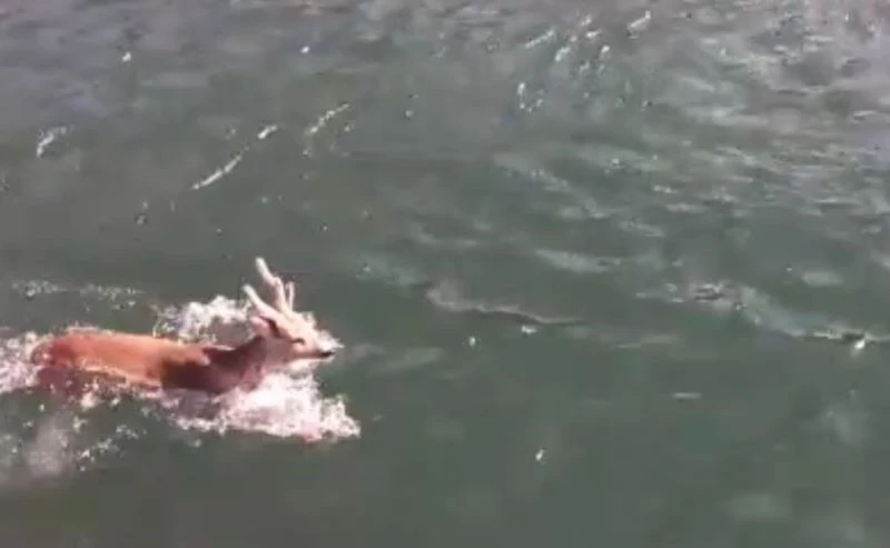 Baraj gölünde yüzen karaca görenleri şaşırttı
