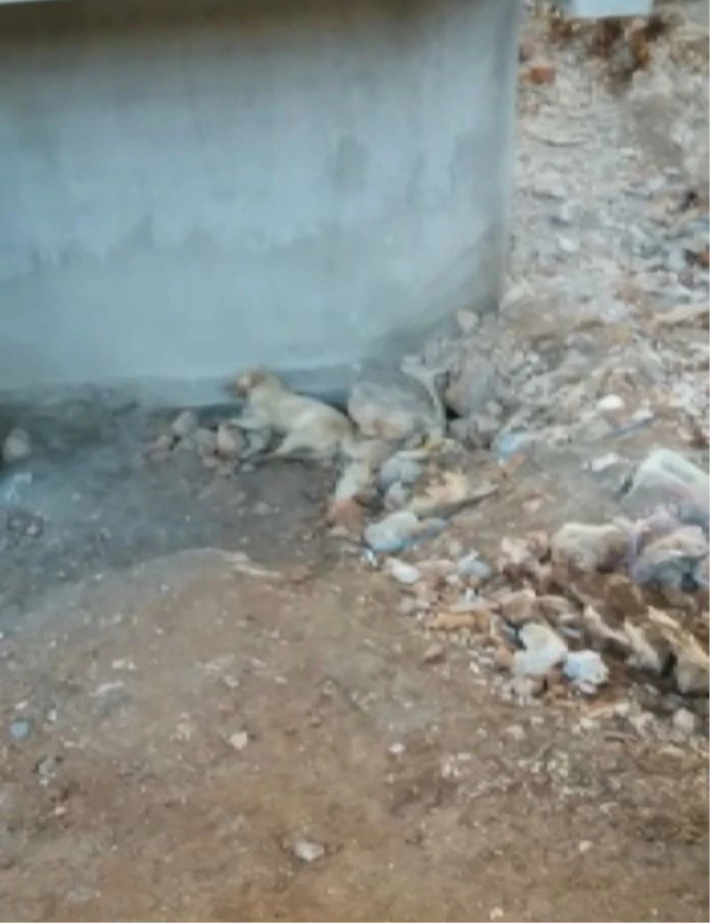 Isparta’da 2 köpeğin zehirlendiği iddia edildi
