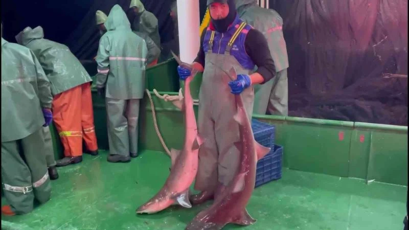 Çanakkale’de ağlara takılan köpek balıkları denize salındı
